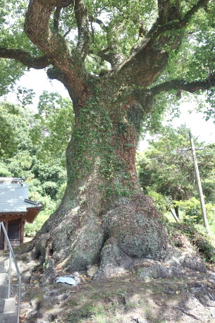 法道寺薬師堂の楠