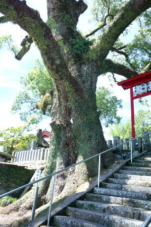 松橋神社のクスノキ