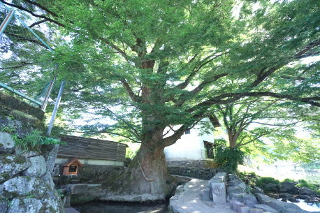 けやき水源の大ケヤキ
