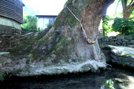 けやき水源の大ケヤキ