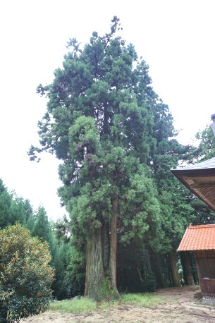 竹森八幡神社のスギ