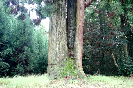 竹森八幡神社のスギ