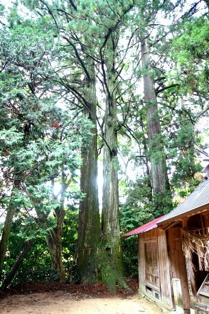 白鬚神社のスギ　