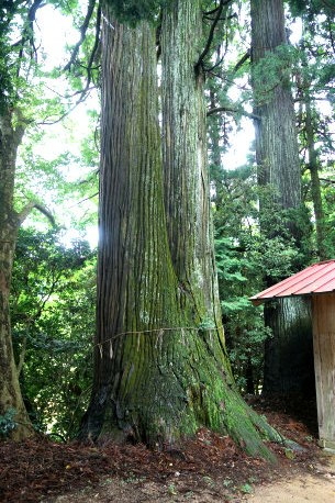 白鬚神社のスギ　