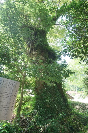 熊野神社のムクロジ