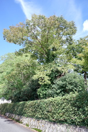 熊野神社のムクロジ