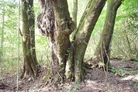 仁賀のシラカシ