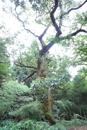 今原八幡神社のナラガシワ　No1