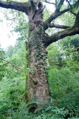 今原八幡神社のナラガシワ　No1