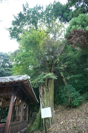 厳島神社のムクノキ