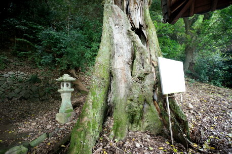 厳島神社のムクノキ