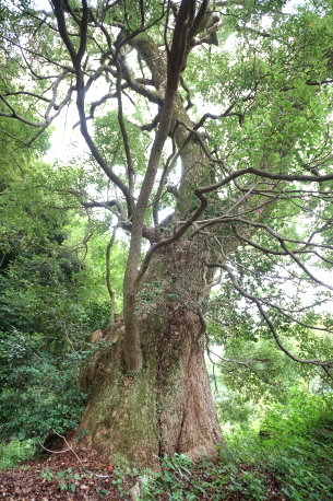 深江のクスノキ