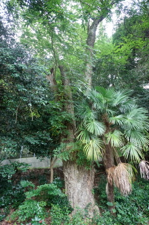 平山神社のムクロジ