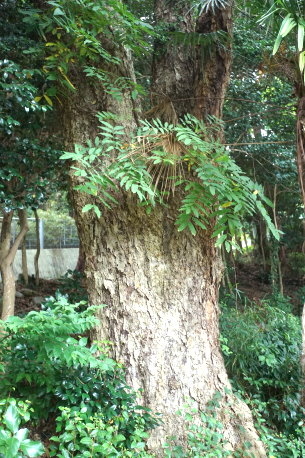 平山神社のムクロジ