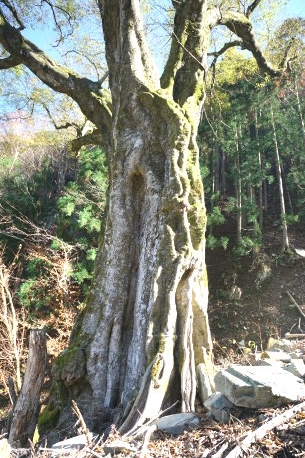山の神さんの榎