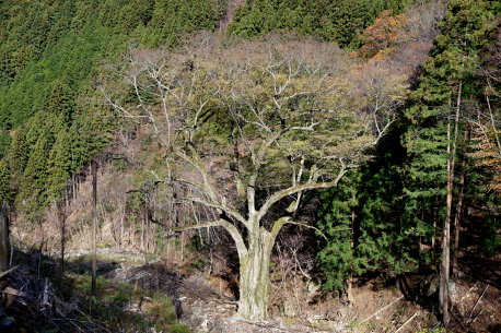 山の神さんの榎