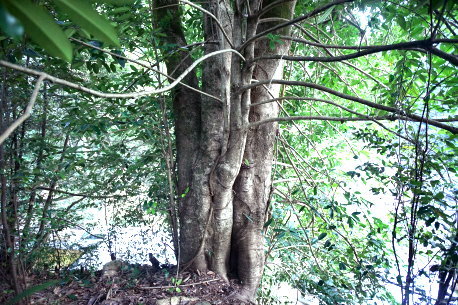 端山のタラヨウ