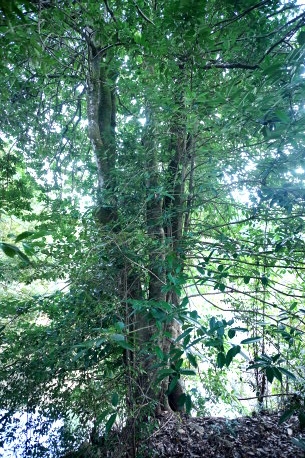 端山のタラヨウ