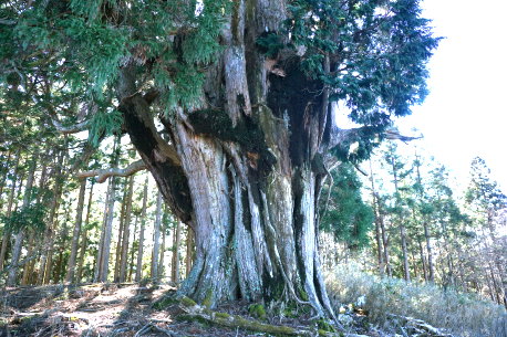 魚梁瀬のお化け杉