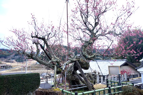 盛久寺の臥竜梅