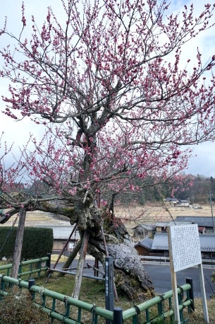 盛久寺の臥竜梅