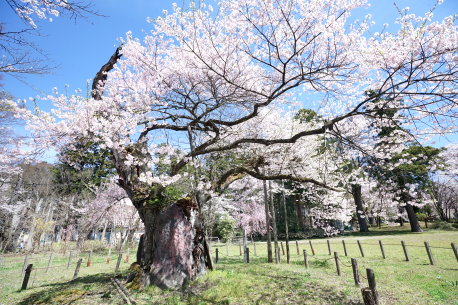 伊佐須美神社の神代桜