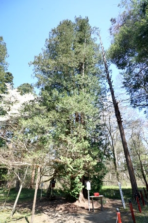 伊佐須美神社のサワラ