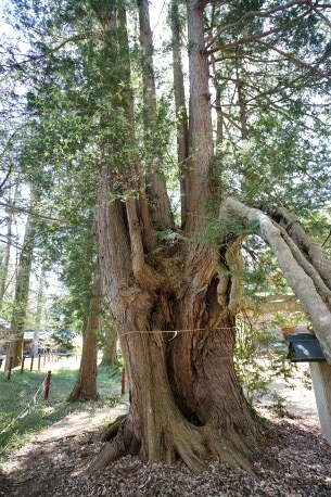 伊佐須美神社のサワラ