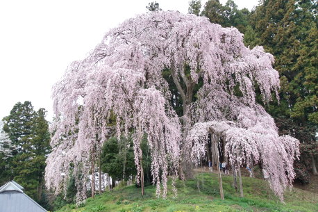 合戦場のシダレザクラ