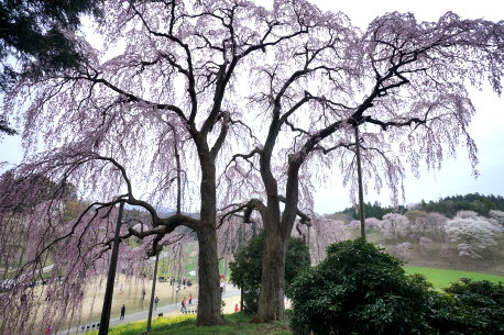 合戦場のシダレザクラ