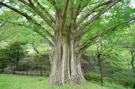 池田公園のメタセコイヤ