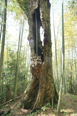 柊野のイチイガシ