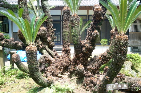 感応寺のソテツ