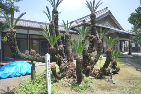 感応寺のソテツ