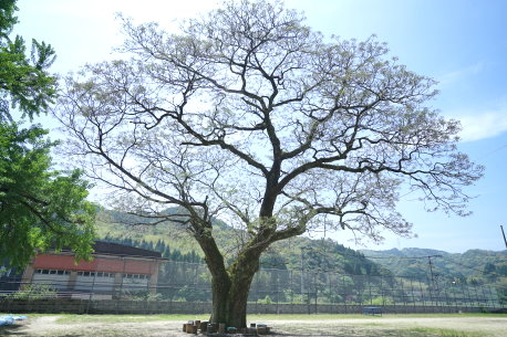 陽成小学校のセンダン