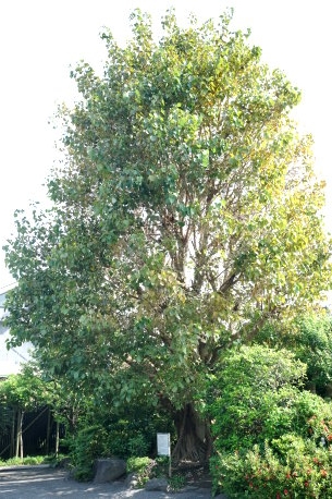 乗船寺のインドボダイジュ