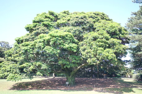 吉野公園のタブノキ
