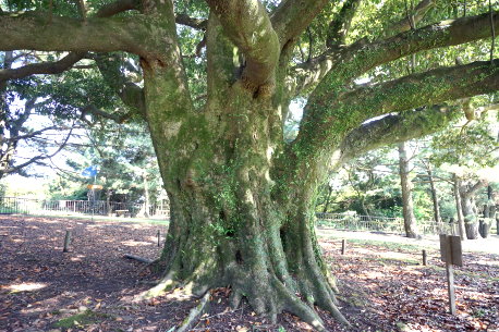 吉野公園のタブノキ