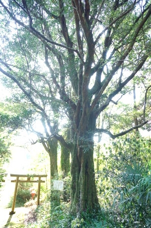 諏訪山王神社のイスノキ