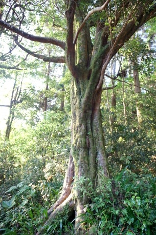 諏訪山王神社のイスノキ