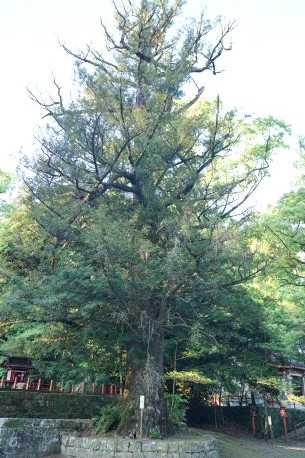 蒲生八幡神社のカヤ