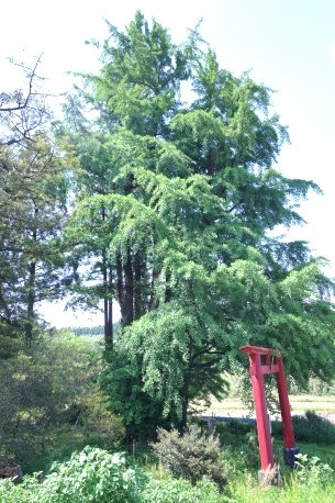 諏訪両神社のイチョウ