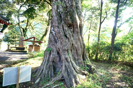 飯富神社のイヌマキ
