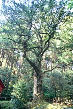 宮毘神社のカヤ