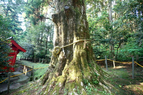 宮毘神社のカヤ