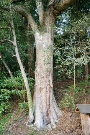 山田神社のイチイガシ