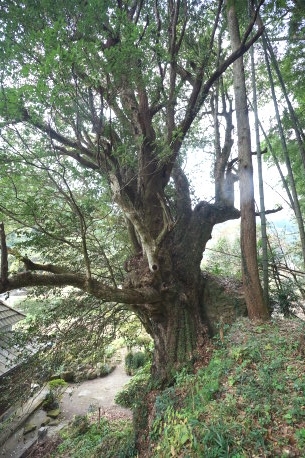 潜石のカゴノキ