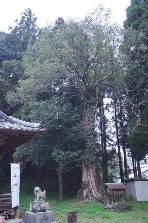 吉田八幡神社のムクノキ