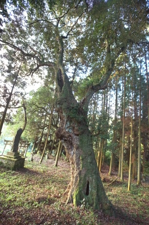 宮ノ内天満社のイチイガシ