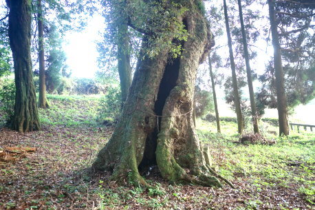 宮ノ内天満社のイチイガシ
